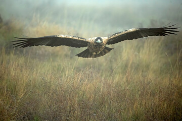 4 year old Spanish Imperial Eagle in flight at first light on a foggy morning on a cold winter day