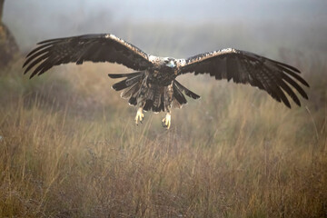 Spanish Imperial Eagle of 4 years flying with the first lights of a day of winter with very little light