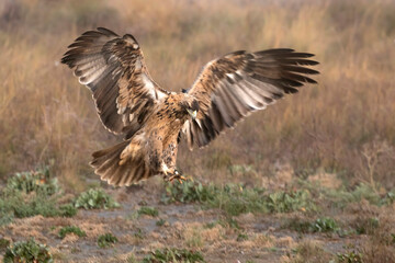 4 year old Spanish Imperial Eagle in flight at first light on a foggy morning on a cold winter day