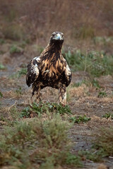 Spanish Imperial Eagle of 4 years in a day of winter with much of its niebla with the first lights of the day.