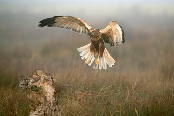 Adult male Western marsh harrier flying in a wetland on a cold winter day with fog