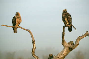 Four year old male and female Spanish Imperial Eagle on their favorite watchtower on a cold foggy...