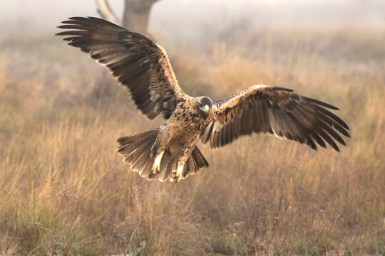 4 year old Spanish Imperial Eagle in flight at first light on a foggy morning on a cold winter day