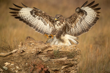 Common buzzard in flight at first light in the morning on a cold winter day