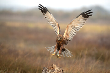 Western marsh harrier male flying at first light of sunrise