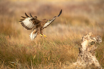 Common buzzard flies with the first lights of a winter day