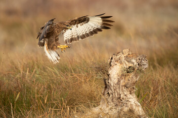 Common buzzard in flight at first light in the morning on a cold winter day