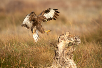 Common buzzard in flight at first light in the morning on a cold winter day