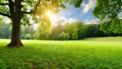 fresh air and beautiful natural landscape of meadow with green tree in the sunny day for summer...