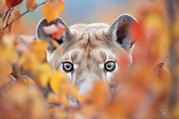 Rolgordijnen puma camouflaged in fall-colored bushes © primopiano
