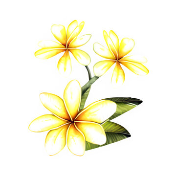 Yellow plumeria flowers with leaves. Transparent PNG
