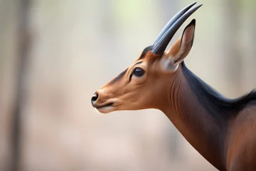 Photo sur Plexiglas Antilope sable antelope profile with a blurred background