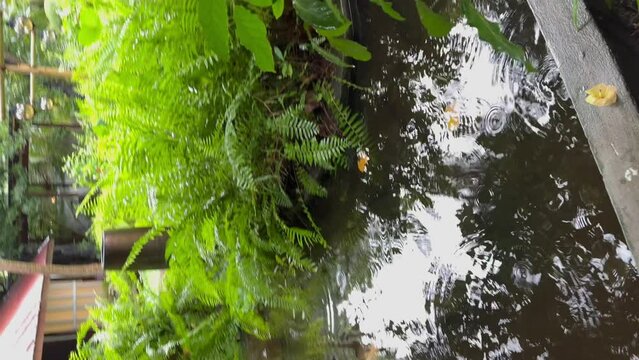 Beautiful calm spa oriental gardens and pavillion in the rain, stepping stones and Koi pond: Malahini Kuda Bandos, Maldives