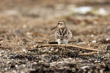 close-up of the broad-billed sandpiper (Calidris falcinellus) - a small wader (wading bird)
