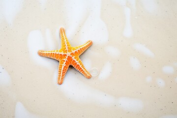 Fototapeta na wymiar orange starfish on sandy pool bottom