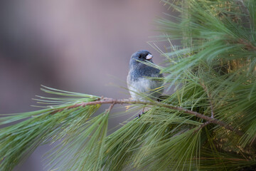 songbird on pine branch peaking out