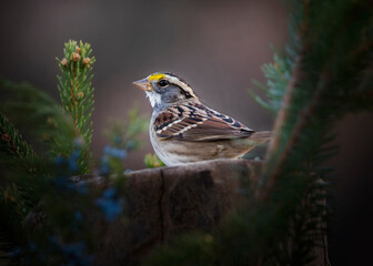colorful sparrow on perch