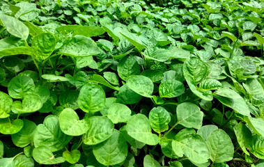 Young, juicy green spinach leaves on the soil, side view. Organic diet food.
