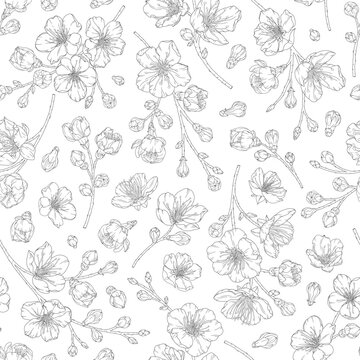 Seamless pattern with blooming apricot flowers, buds, branches. Vector illustration of spring fruit tree blossom. Floral print in modern line art style