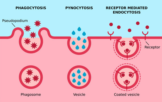 Endocytosis. Phagocytosis, pinocitosis, receptor mediated endocytosis. Three major types of endocytosis. Cell eating, cell drinking, receptors coated pit on cell membrane. Vector illustration.