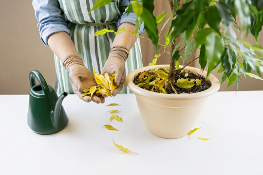 A female gardener holds in her hands the yellow fallen leaves of the houseplant ficus benjamina Monique. Close up.