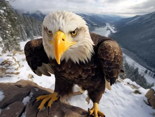  American bald eagle in the nature background © misu