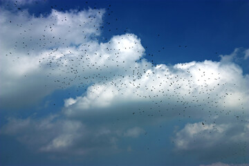 Black birds in a cloudy sky.