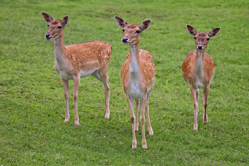 Fallow deers in a clearing
