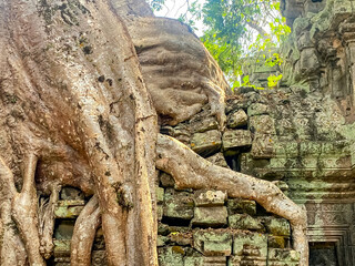Fototapeta na wymiar Ta Prohm, a mysterious temple of the Khmer civilization, located on the territory of Angkor in Cambodia