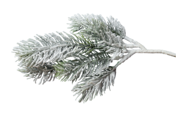 Frosty Christmas tree branch isolated on transparent background. Winter holiday design element