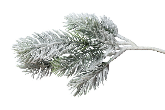Frosty Christmas tree branch isolated on transparent background. Winter holiday design element