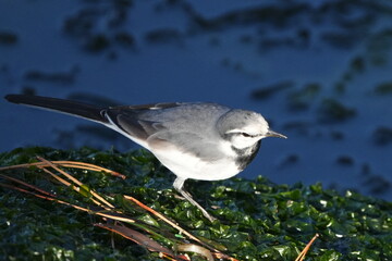 white wagtail in a field