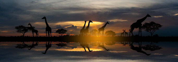 Panorama silhouette Giraffe family and tree in africa with sunset.Tree silhouetted against a setting sun.Typical african sunset with acacia trees in Masai Mara, Kenya.Reflection in water.