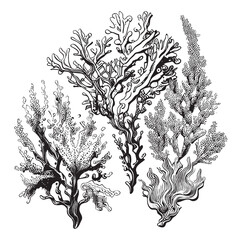 Corals sketch hand drawn in doodle style illustration © BigJoy