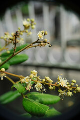 Selective focus of stingless bee looking for nectar of Dimocarpus longan flower (also called longan, lengkeng, kelengkeng, mata kucing) in the garden.