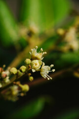 Selective focus of Dimocarpus longan flower (also called longan, lengkeng, kelengkeng, mata kucing) in the garden.