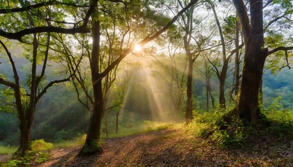 scenic forest of fresh green deciduous trees framed by leaves with the sun casting its warm rays through the foliage