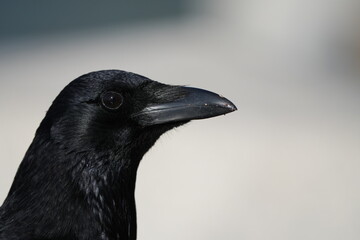 crow in a field