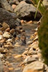 a tiny bird bathes in the water between the stones