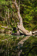 Beautiful nature of voidomatis river next to kleidonia bridge during fall season