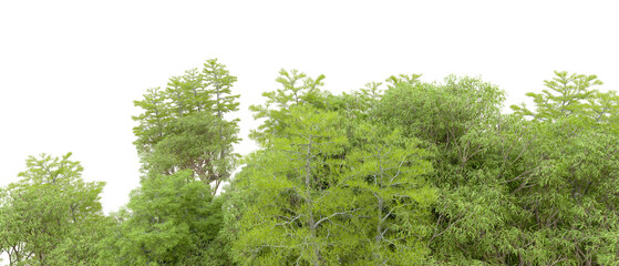 Green forest isolated on background. 3d rendering - illustration