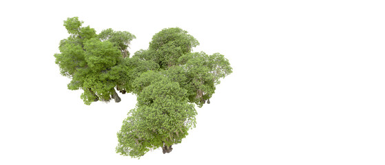 Fototapeta premium Green forest isolated on background. 3d rendering - illustration