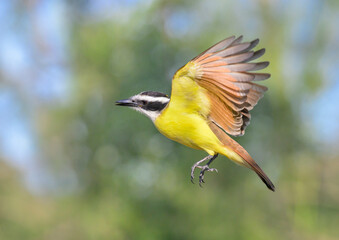 Great kiskadee (Pitangus sulphuratus) flying, Bentsen-Rio Grande Valley State Park, Texas, USA.