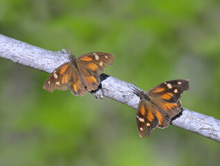 gathering and swarming of the American snout or common snout butterflies (Libytheana carinenta) during the autumn bloom, Bentsen-Rio Grande Valley State Park, Texas, USA.