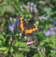 Bordered patch butterflies (Chlosyne lacinia), female (larger) and male (smaller) courtship on blue mistflowers (Conoclinium coelestinum), National Butterfly Center, Alamo, Texas, USA.