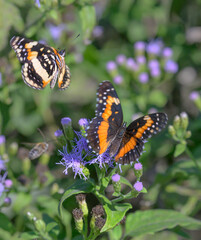 Bordered patch butterflies (Chlosyne lacinia), female (larger) and male (smaller) courtship on blue mistflowers (Conoclinium coelestinum), National Butterfly Center, Alamo, Texas, USA.