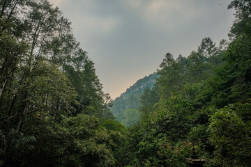 Tranquil Beauty: Taman Hutan Nature Park near Bandung