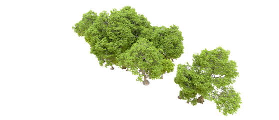 Obraz premium Green forest isolated on background. 3d rendering - illustration