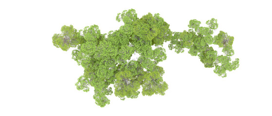 Green forest isolated on background. 3d rendering - illustration