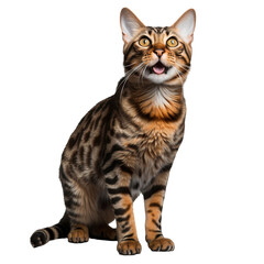 Fototapeta premium Portrait of a bengal cat sitting isolated on transparent background